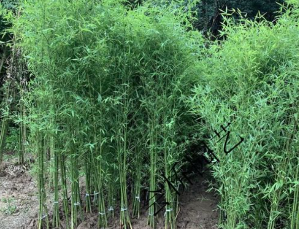 乐鱼体育-美国为什么禁止种植竹子？看后才知道，原来竹子比我们想象的可怕